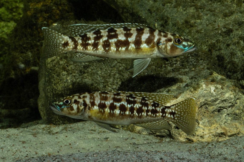 Lepidiolamprologus kamambae 'Kerenge Island'